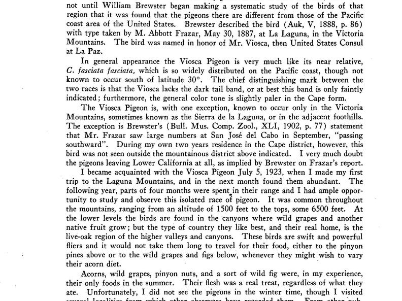 Viosca Pigeon Page 1 (979 visits) Viosca Pigeon Page 1